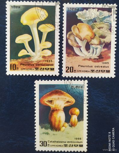 КНДР 1985 Грибы