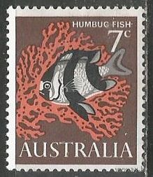 Австралия. Рыба. Зебровидный дасцилл. 1966г. Mi#364.
