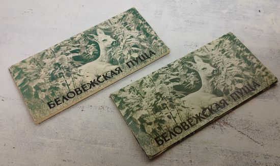 Беловежская пуща. 1977