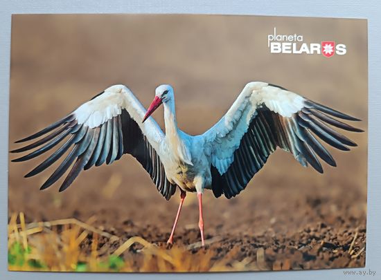 Белый аист в заказнике "Селява". Открытка, глянец. 2022г.