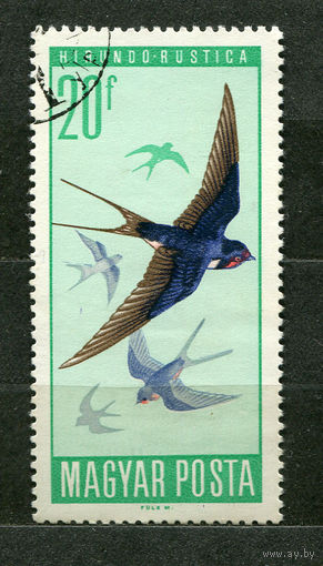 Птицы. Ласточки. Венгрия. 1966