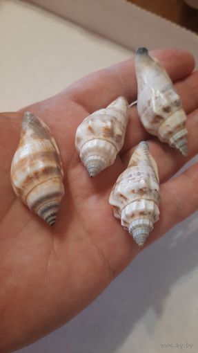 Ракушка маленькая (по одной штуке)