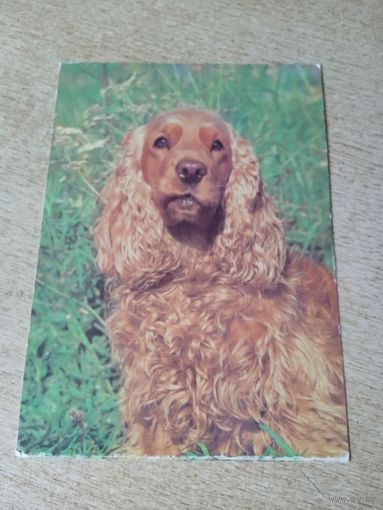 Открытка   английский кокер - спаниель