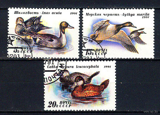 1991 СССР. Утки