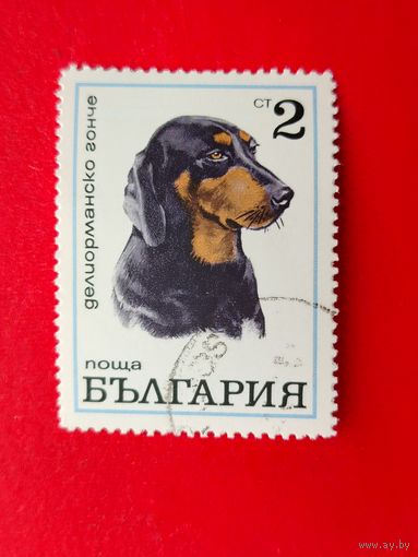Болгария. Собаки. ( 1 марка ). 10-3.