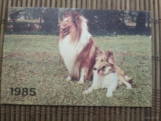 Карманный календарик.1985 год. Колли