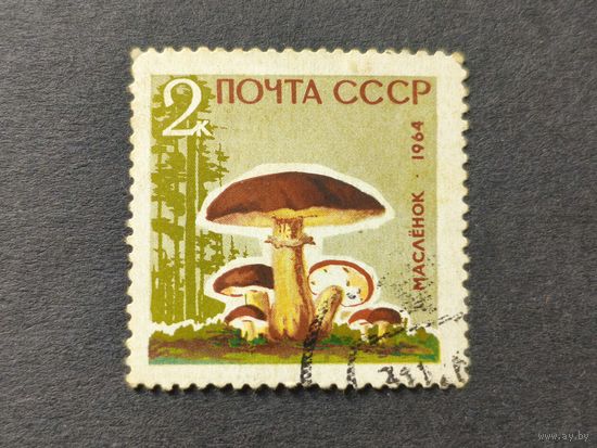 1964 СССР. Грибы