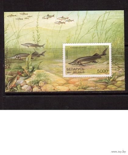 Беларусь-1997,(Мих.Бл.15) Рыбы