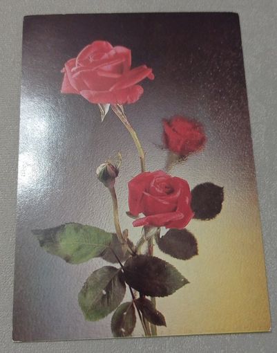 Открытка 1982 год. Фото Д. Киндровой. Розы, чистая