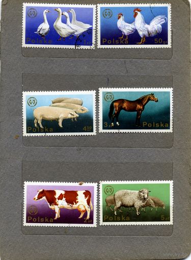 ПОЛЬША, 1975,  Домашние животные   6м   1,10