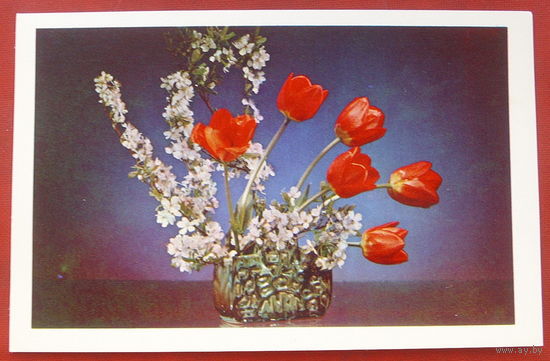 Поздравляем! Чистая. 1976 года. Фото Шамшина. 2271.