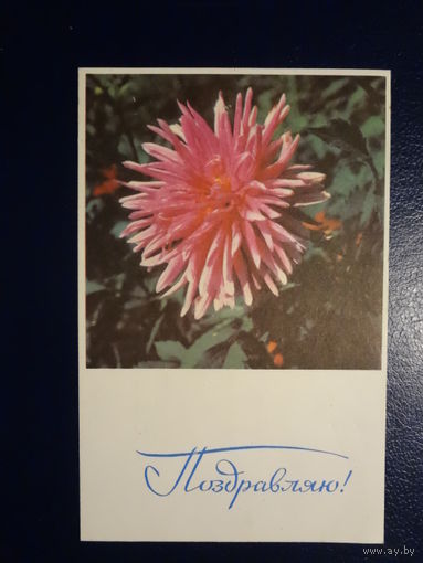 Поздравляю! Астра. 1968 г. подписанная.