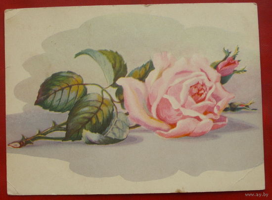 Роза. Чистая. 1959 года. Ходатаева. *256.