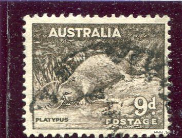 Австралия. Стандарт. Фауна. Утконос