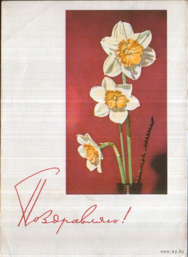 Подписанная открытка 1964г. "Поздравляю! Нарциссы" фото В. Мукосеева