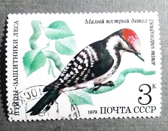 Марка СССР 1979 год Птицы