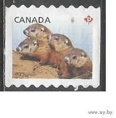Канада. Детёныши дикой природы. 2014г. Mi#2883.
