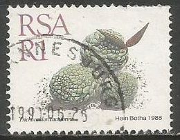 ЮАР. Растение. Трахокаулон. 1988г. Mi#756.