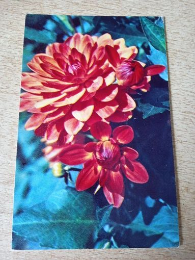 Фото Н.Матанова Георгина Триумф.1974