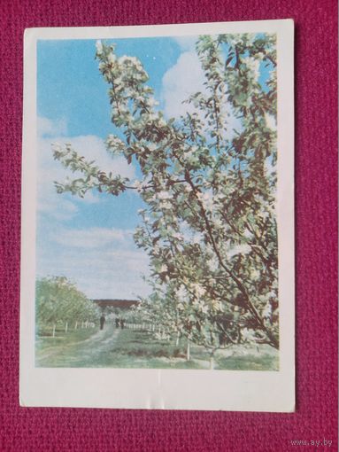 Минск. Центральный ботанический сад АН БССР. Ананьины 1962 г. Чистая.