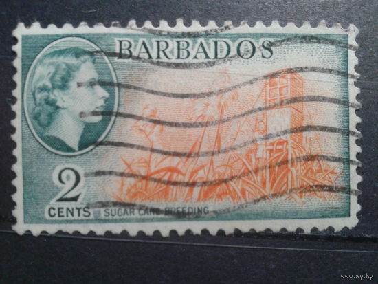 Барбадос, колония Англии, 1954. Плантация сахарного тростника