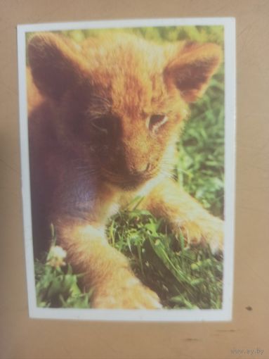 Календарь 1990 Львенок