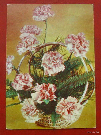Гвоздики. Чистая. 1977 года. Круцко. 1737.