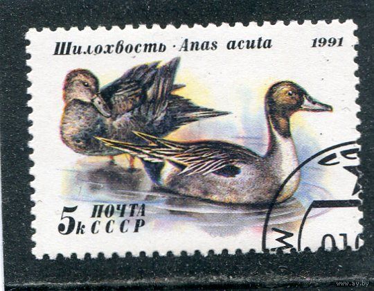 СССР 1991. Фауна. Утки. Шилохвость
