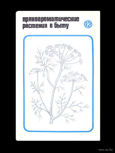 Пряноароматические растения в быту.