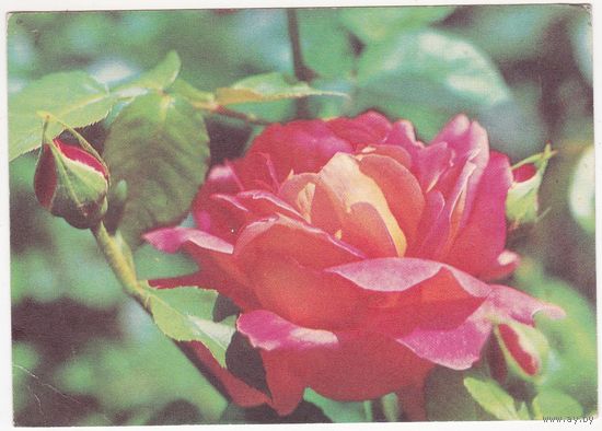 Открытка 1976 (407)