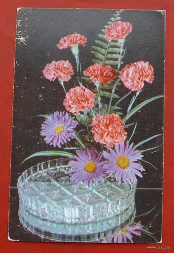 Цветы. Чистая. 1978 года. Фото Анисонян. 220.