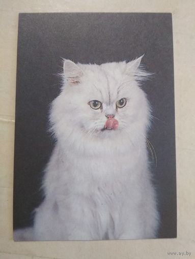 Карманный календарик. Кошки . 1996 год