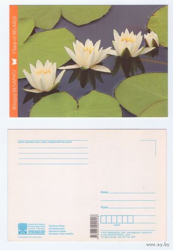 Беларусь. 2016. Кувшинка