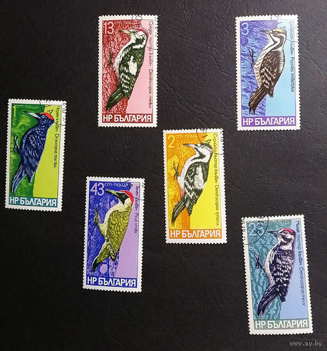 Болгария 1978 г. Дятлы. Птицы. Фауна, полная серия из 6 марок #0234-Ф1P45