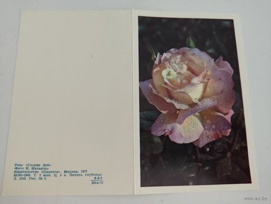 Двойная открытка "роза "Глория Дей", 1972г, фото Н.Матанова