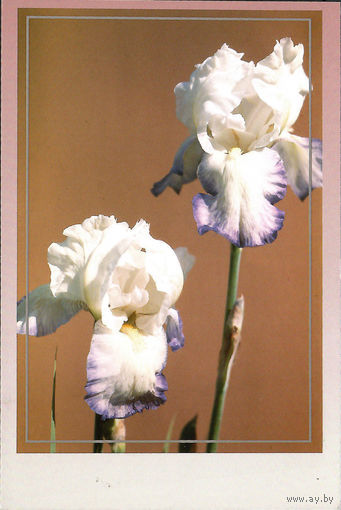 Почтовая карточка "Ирис Эмма Кук"