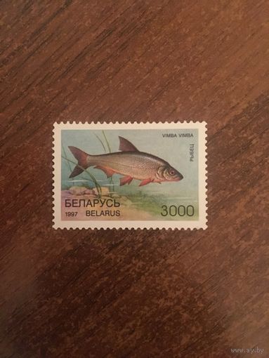 Беларусь 1997. Рыбец