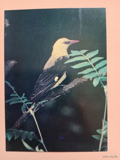 Открытка,1982