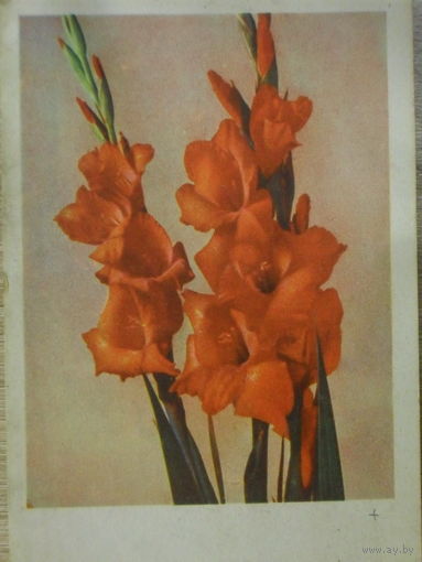 ПОДПИСАННАЯ ОТКРЫТКА СССР (ЛАТВИЯ). ГЛАДИОЛУСЫ. фото. Д. ГЕДЗЮНА.1961 год.