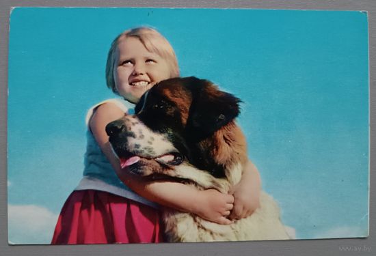 Верные друзья. Девочка и собака. Открытка, подписана, 1979г.