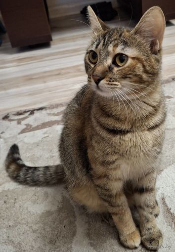 Стерилизованный котенок в дар