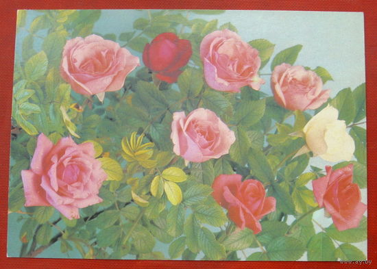 Цветы. Чистая. 1989 года. Костенко. *237.