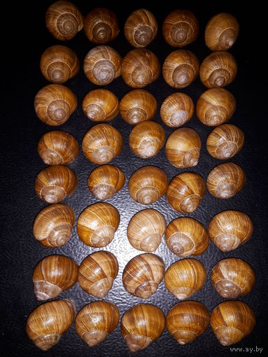Ракушки