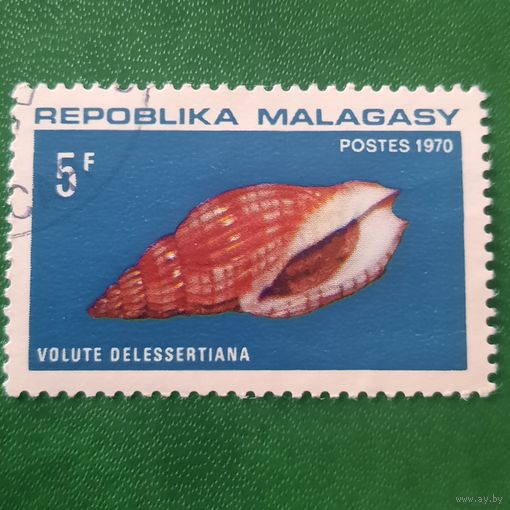Мадагаскар 1970. Фауна. Раковина. Volute Delessertiana