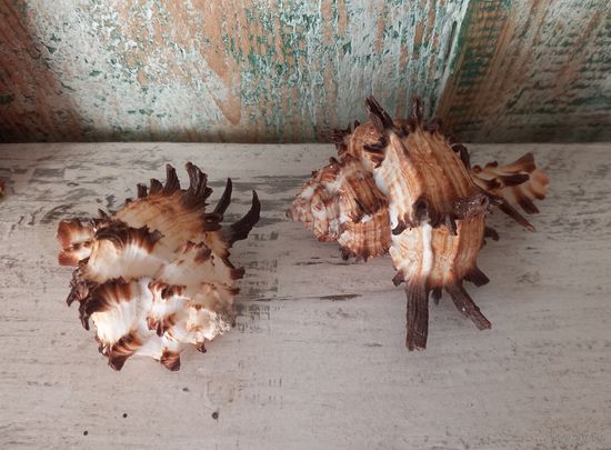 Ракушки Мурекс Индивия, 2 шт.