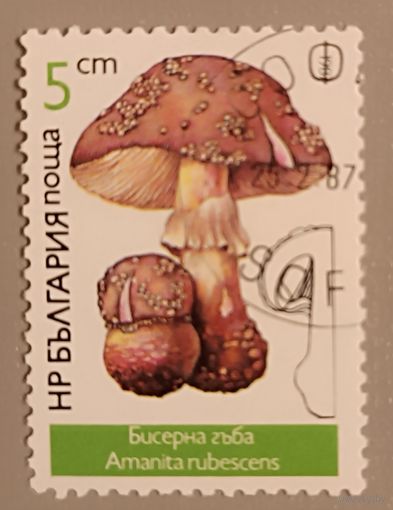 Грибы. Болгария, 1987