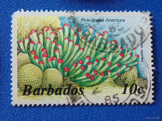 Барбадос. Морская фауна. 1985 г.