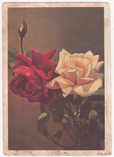 Открытка 1959 (409)