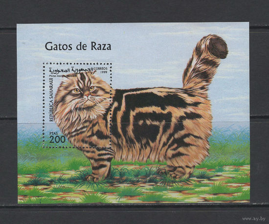Сахара 1999** Фауна Домашние животные Кошки