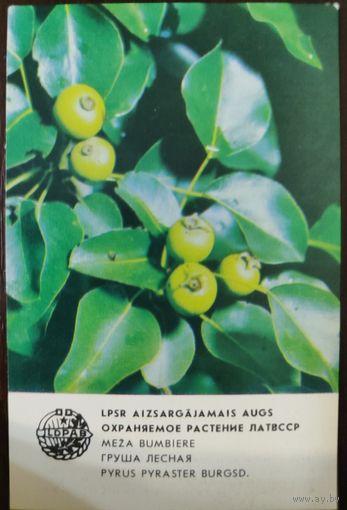 Календарик Прибалтика Груша